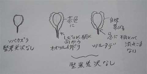 ツルタデとオオツルイタドリ