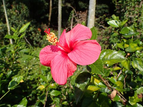 ハイビスカス