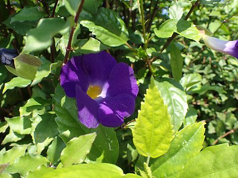 コダチヤハズカズラ