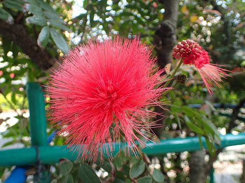 オオベニゴウカン