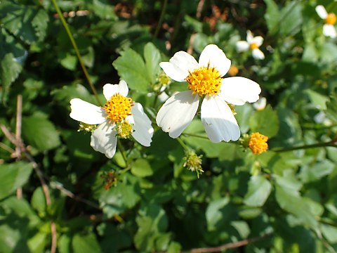 シロノセンダングサ