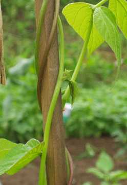 �x�j�o�i�C���Q���̖�