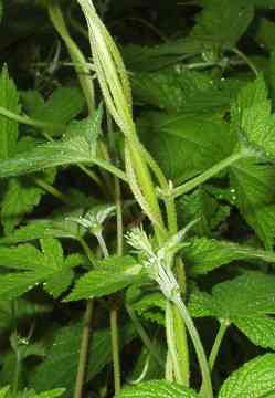 カナムグラの蔓