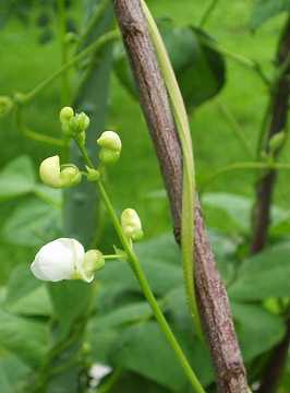 �����b�R�}���̖�