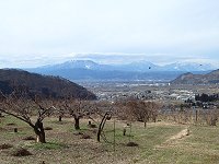 �J���X�̌Q��