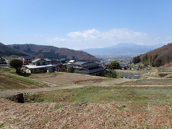 4月になり梅の花が咲いています 梅開花