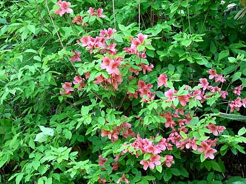 山ツツジ ヤマツツジ