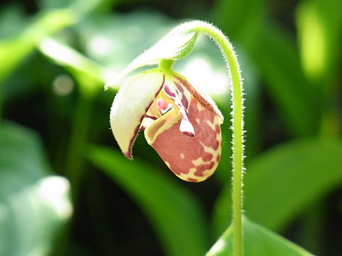 チョウセンキバナアツモリソウ
