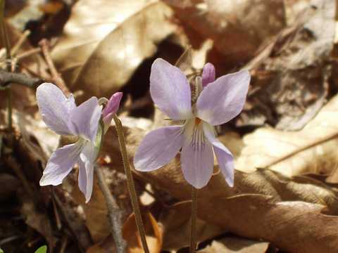 タチツボスミレ