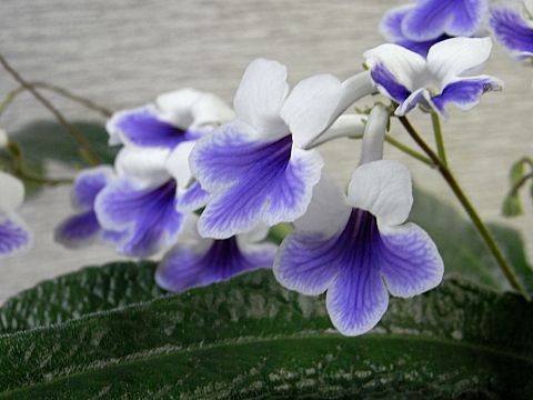 ストレプトカーパス ストレプトカーパス