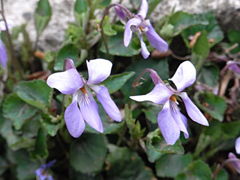 タチツボスミレ